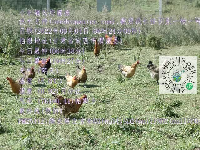 0.mp4