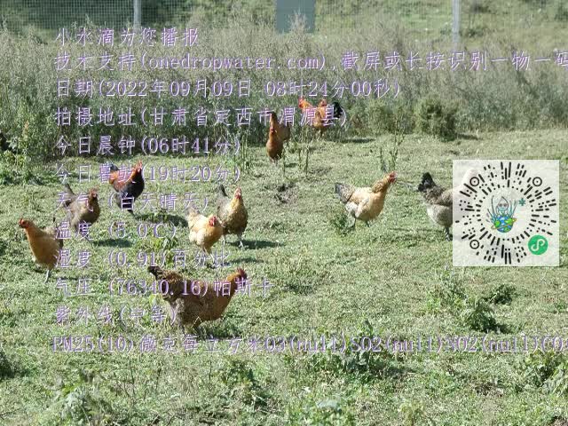 0.mp4