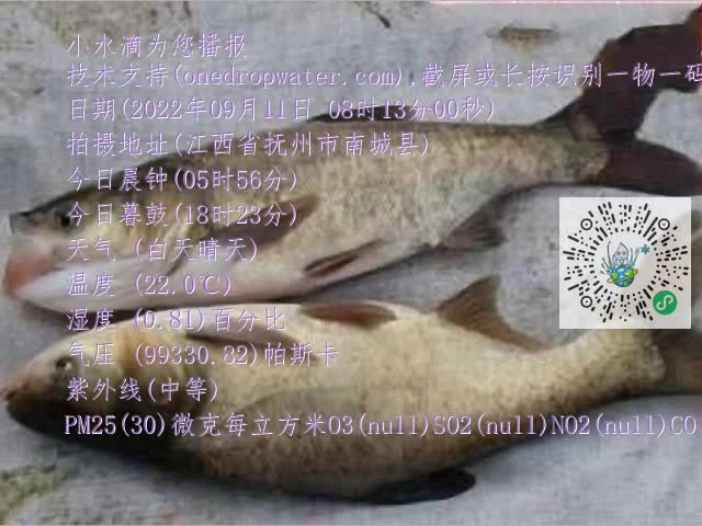 0.mp4