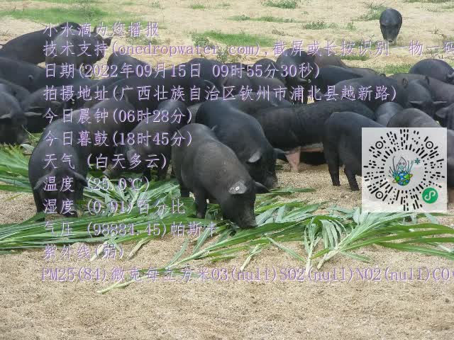 0.mp4
