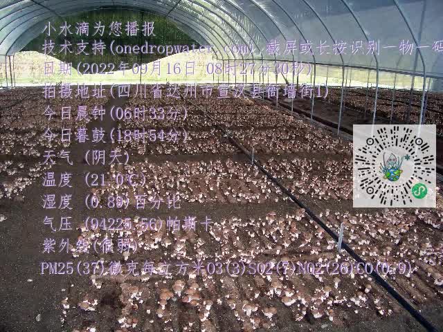 0.mp4