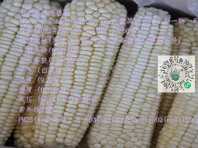 0.mp4