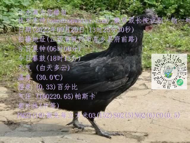 0.mp4