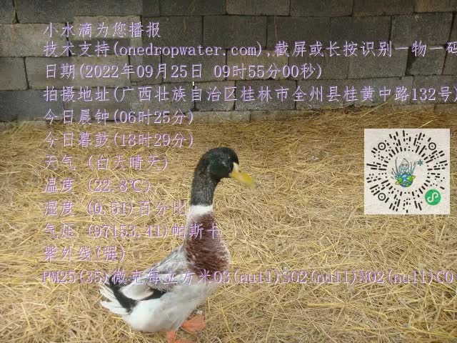 0.mp4
