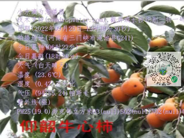 0.mp4