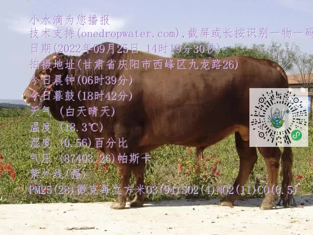 0.mp4