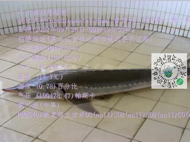 0.mp4