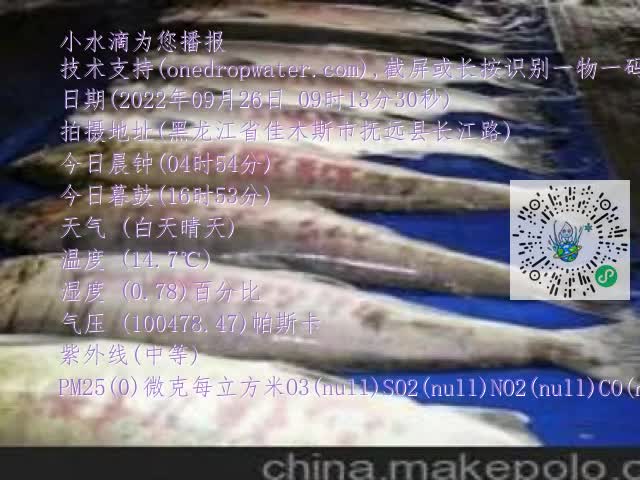 0.mp4