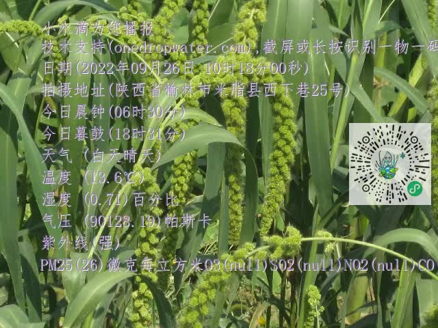 0.mp4