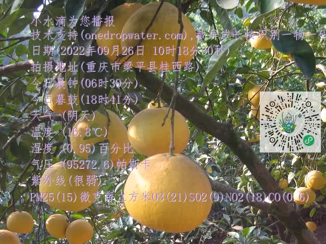 0.mp4