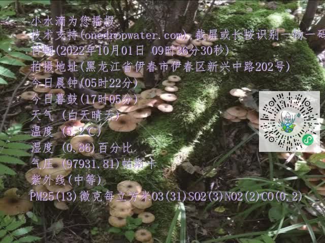 0.mp4