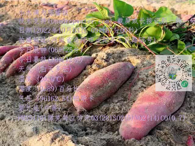 0.mp4
