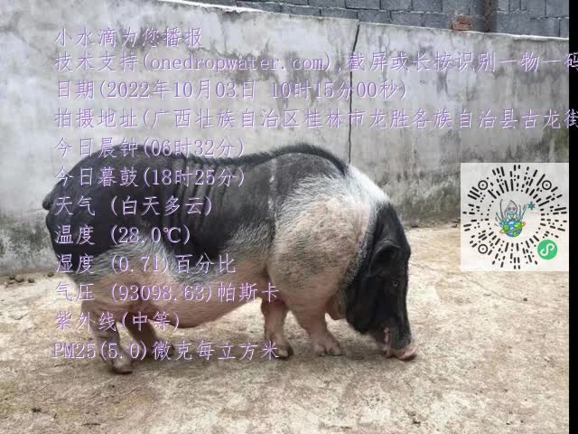 0.mp4