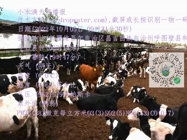 0.mp4