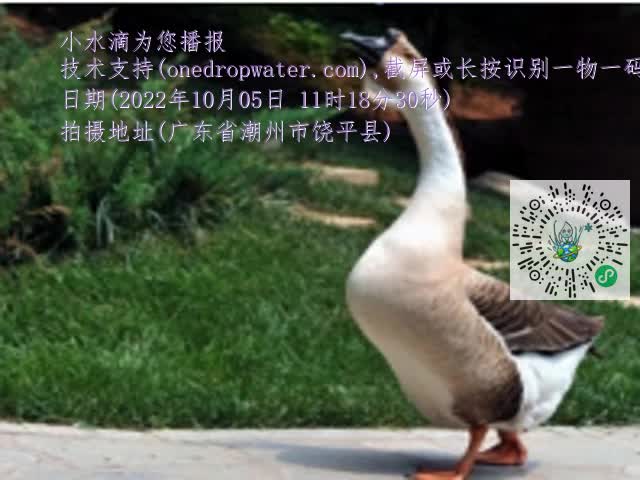 0.mp4