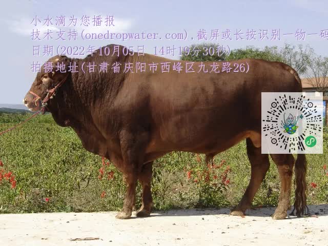 0.mp4