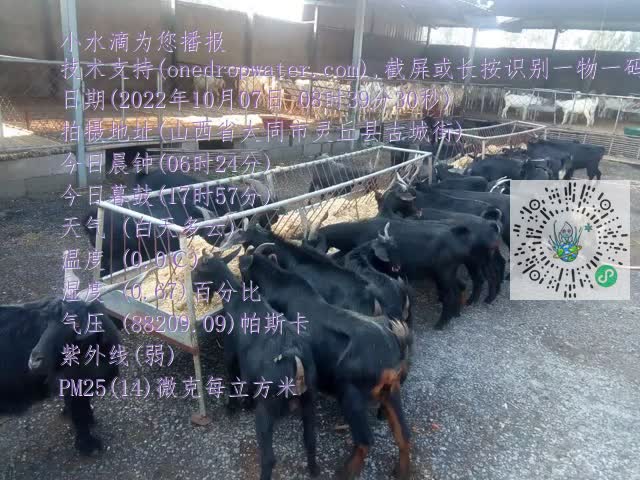 0.mp4