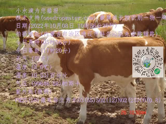 0.mp4