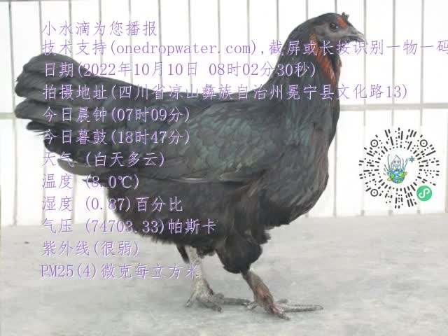 0.mp4