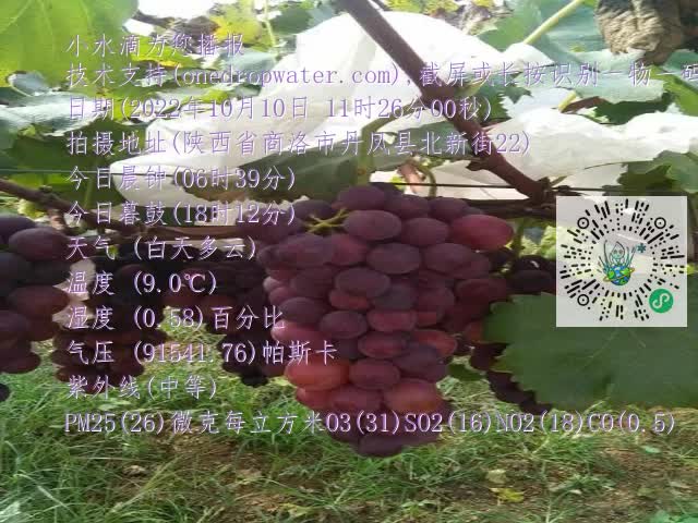 0.mp4