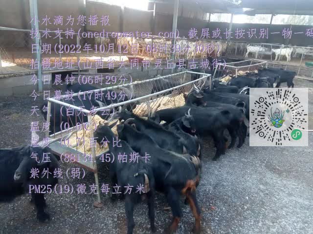0.mp4