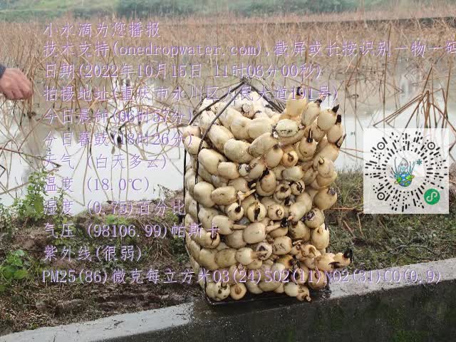 0.mp4