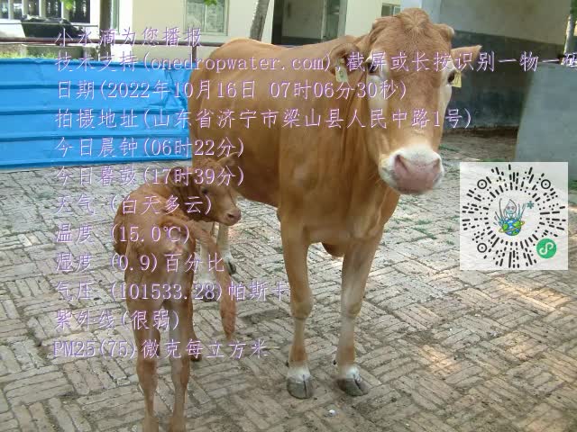 0.mp4