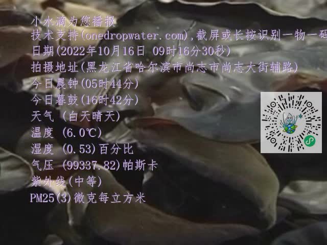 0.mp4