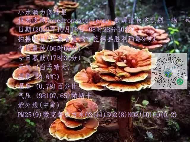 0.mp4