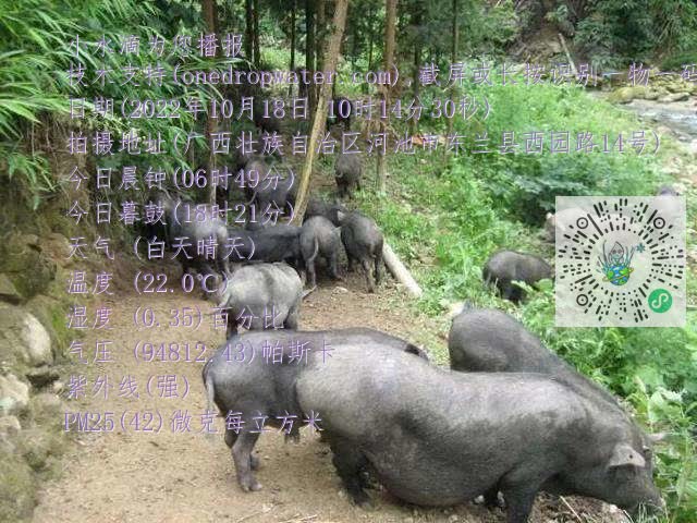 0.mp4