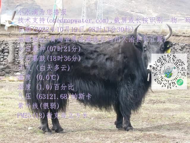 0.mp4
