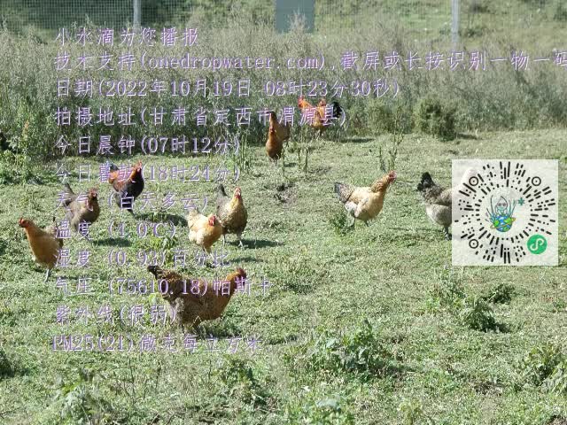 0.mp4