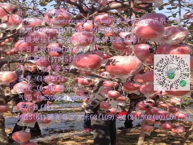 0.mp4