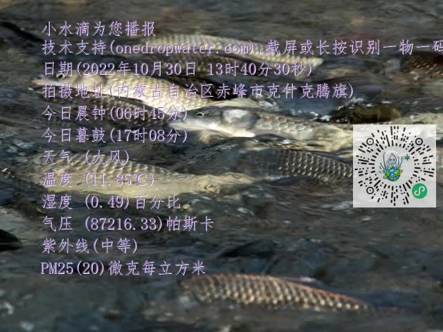 0.mp4