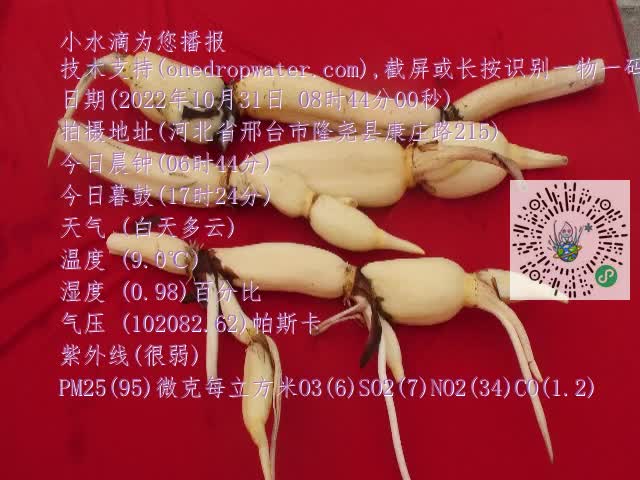 0.mp4