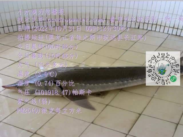 0.mp4