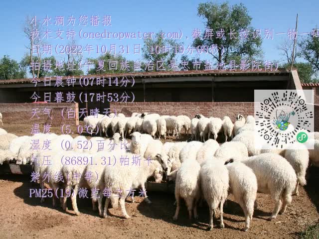 0.mp4