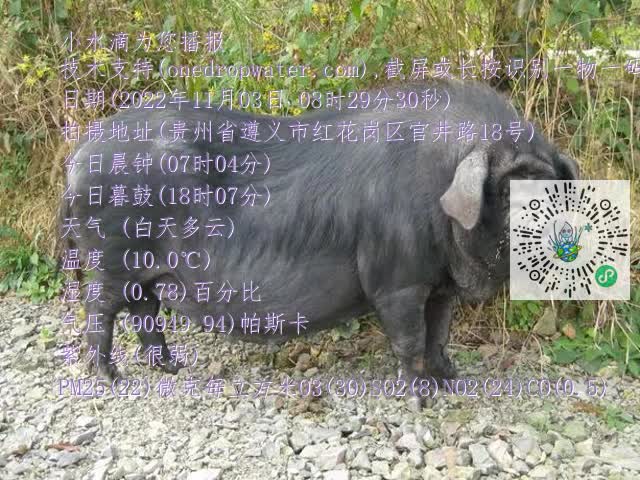 0.mp4