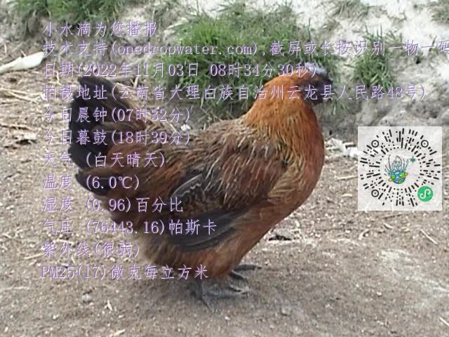 0.mp4