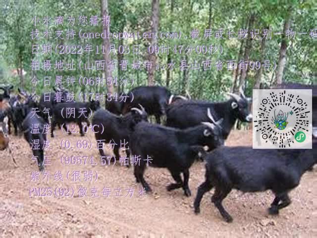 0.mp4