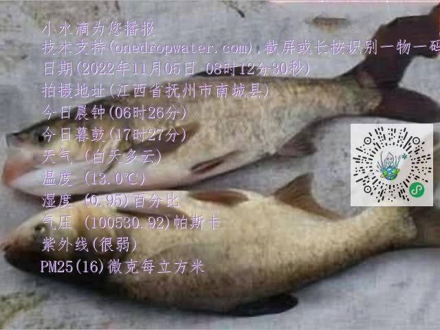 0.mp4