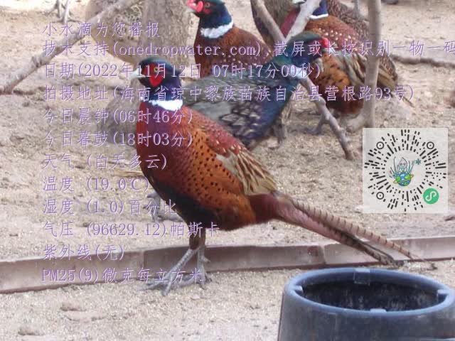 0.mp4