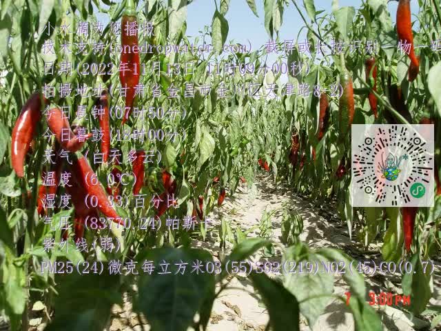 0.mp4