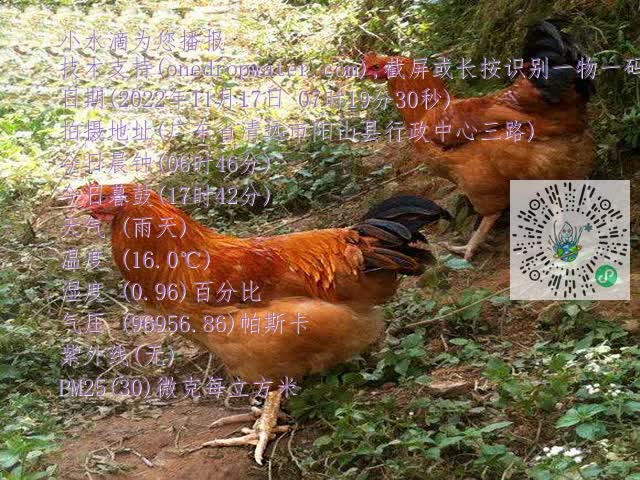 0.mp4