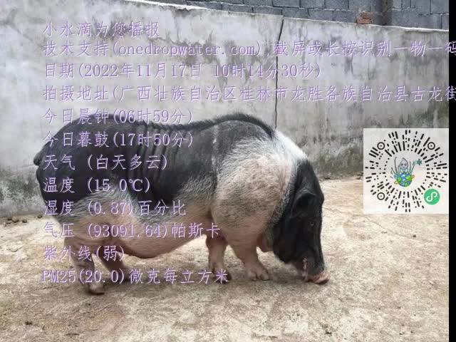 0.mp4