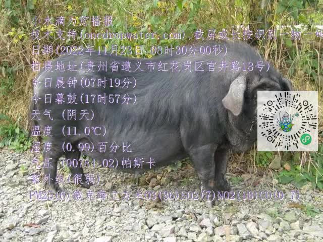 0.mp4