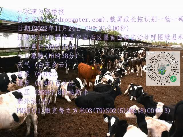 0.mp4