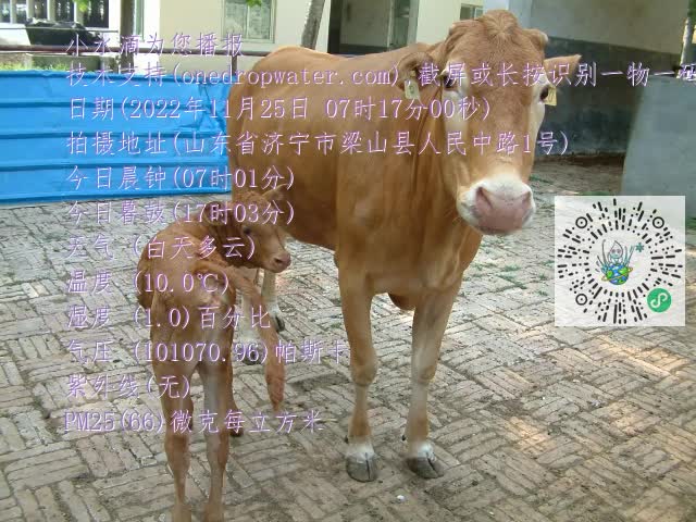 0.mp4