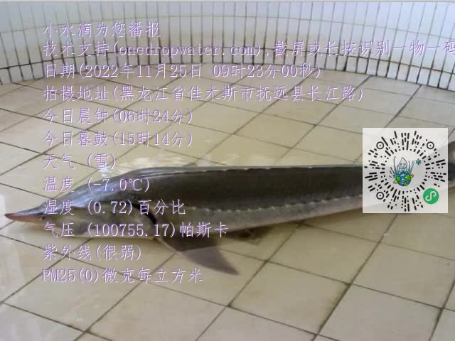 0.mp4