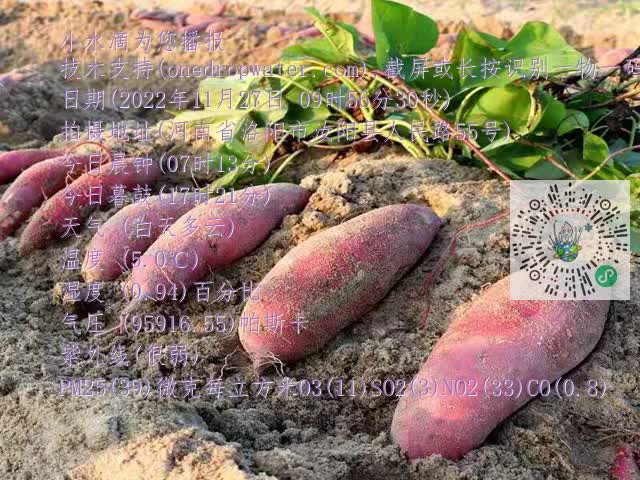 0.mp4